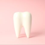 Model of a tooth.