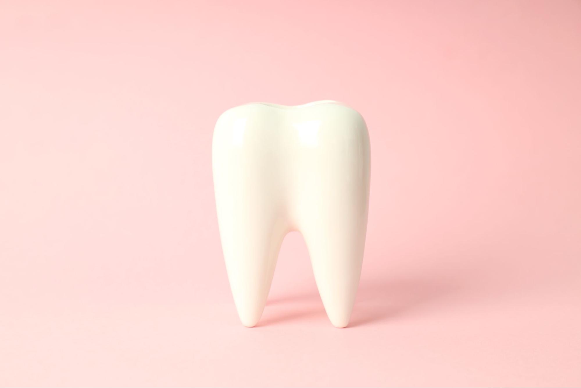 Model of a tooth.